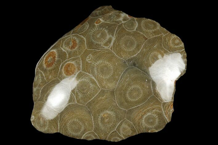 Polished Fossil Coral (Actinocyathus) Head - Morocco #182479